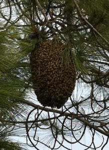 A healthy swarm.