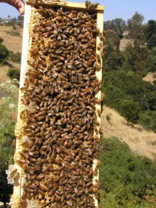 Frame of bees