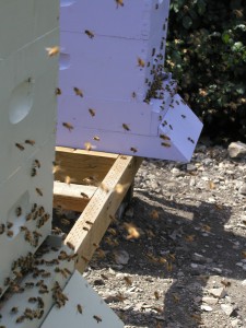 Two hives orienting