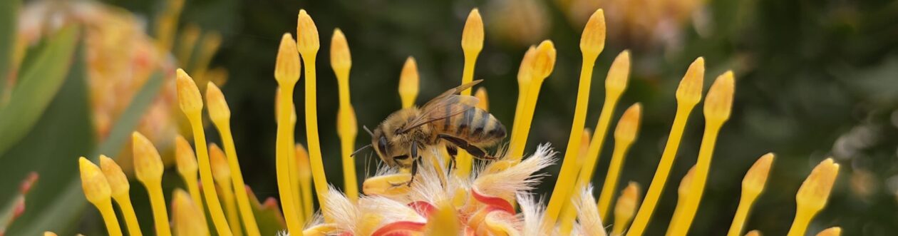 Santa Cruz Beekeepers Guild