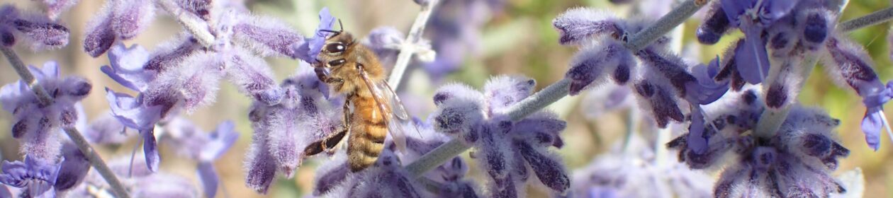 Santa Cruz Beekeepers Guild