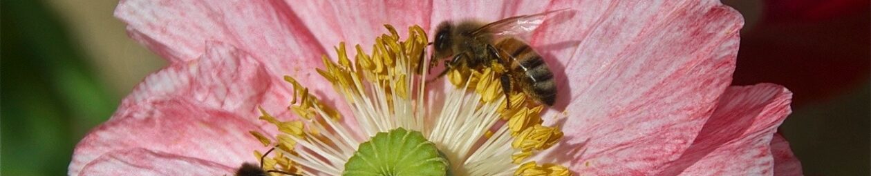 Santa Cruz Beekeepers Guild